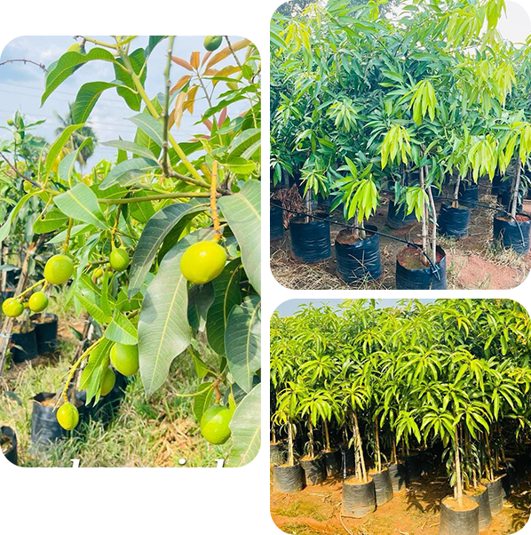 Vijaya Lakshmi Nursery