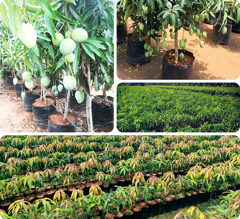 Vijaya Lakshmi Nursery Vijaya Lakshmi Nursery