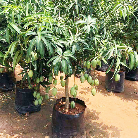 Kesari Plants