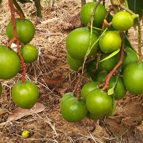 Banginapalli Plants