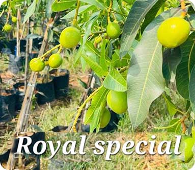 Vijaya Lakshmi Nursery