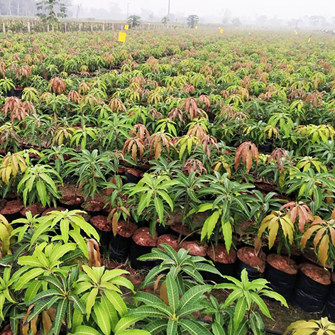 Banginapalli Plants