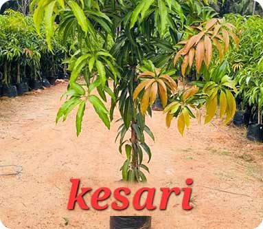 Vijaya Lakshmi Nursery