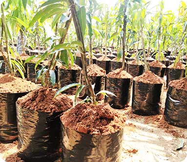 Vijaya Lakshmi Nursery