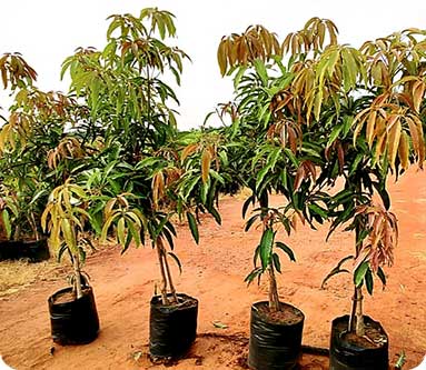 Vijaya Lakshmi Nursery