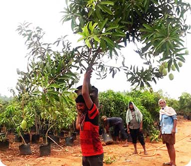 Vijaya Lakshmi Nursery