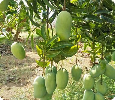 Vijaya Lakshmi Nursery