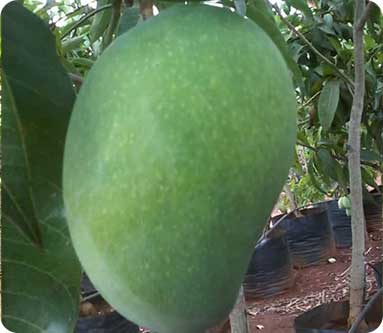 Vijaya Lakshmi Nursery