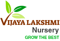 Vijaya Lakshmi Nursery