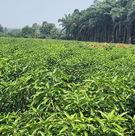 Vijaya Lakshmi Nursery