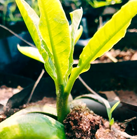 Vijaya Lakshmi Nursery