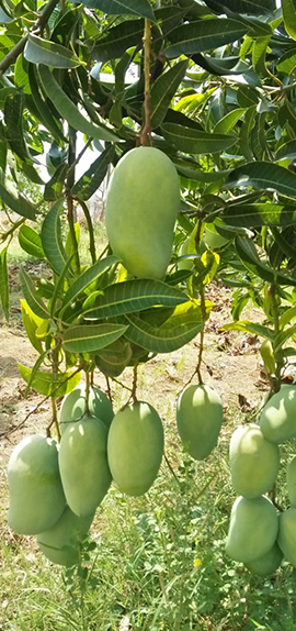 Vijaya Lakshmi Nursery