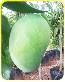 Vijaya Lakshmi Nursery