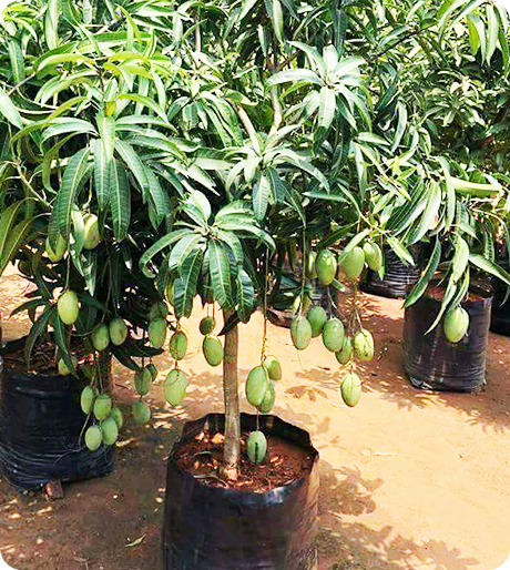 Vijaya Lakshmi Nursery